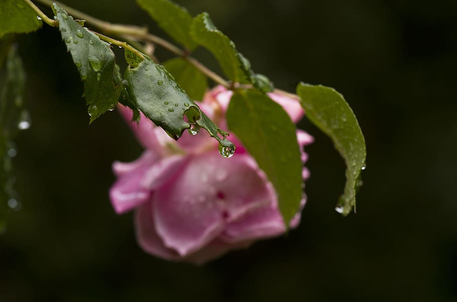 rose, leaves, rain, raindrop, pink, garden, plant, leaf, beauty in nature HD wallpaper