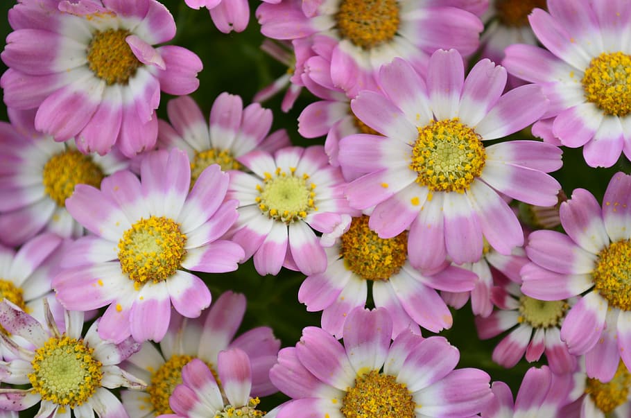 close-up photo of white and pink petaled flowers, texture, nature HD wallpaper