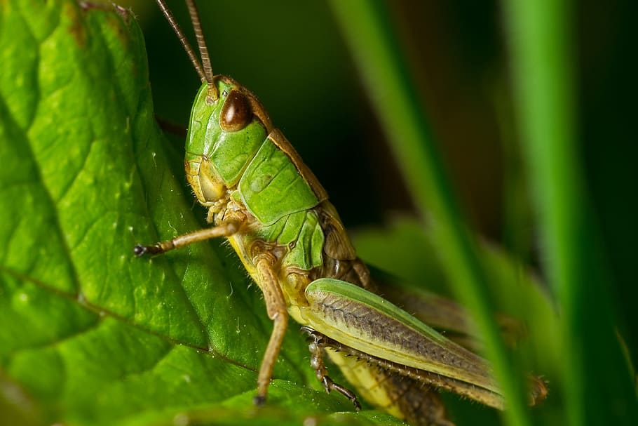selective focus photography of green grasshopper perched on green leaf HD wallpaper