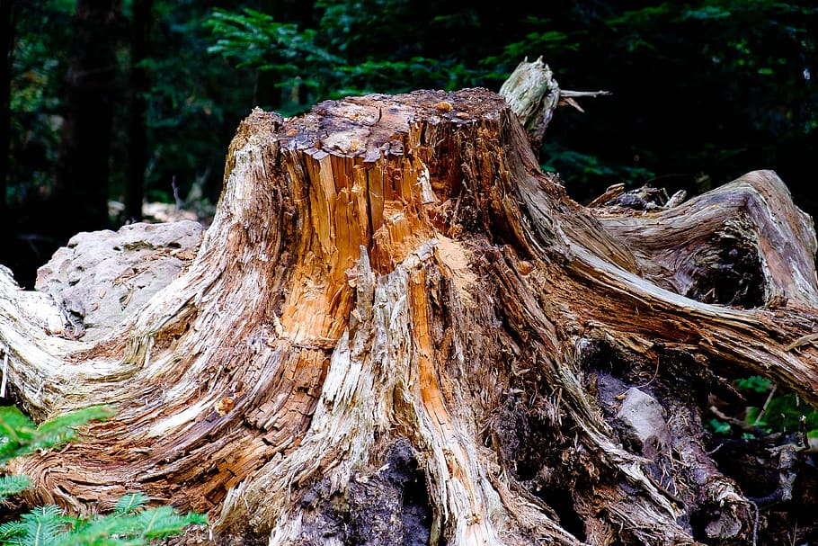 Tree, Forest, Nature, Mood, Old, old tree, wood, log, morsch HD wallpaper