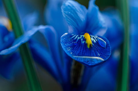 purple iris flower in selective focus photography, blue, macro HD wallpaper