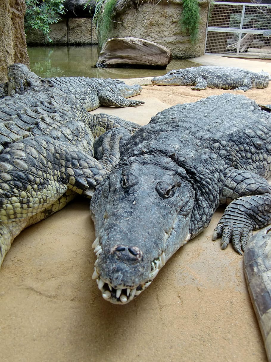 Crocodile, Lizard, Dangerous, Reptile, predator, tooth, alligator HD wallpaper