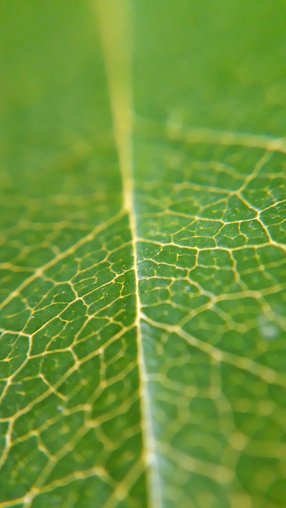 leaf, macro, green, plant part, green color, close-up, leaf vein HD wallpaper