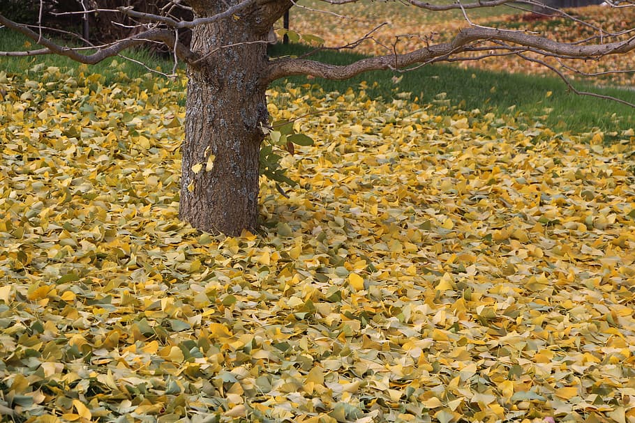 nature, fall, leaf, tree, season, leaves, autumn, plant, yellow HD wallpaper