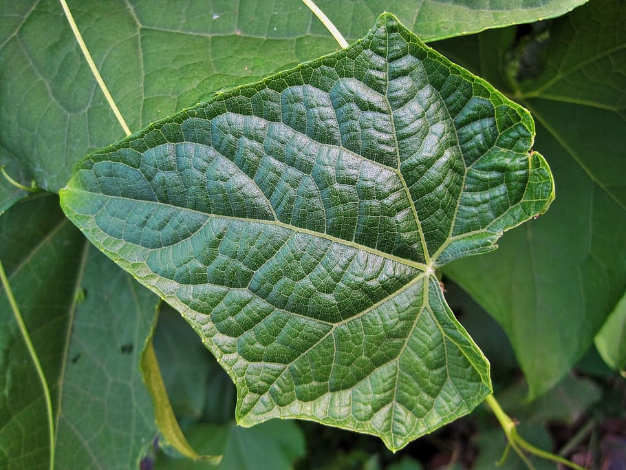 leaf, green, veins, patterned, fine, detail, nature, plant HD wallpaper