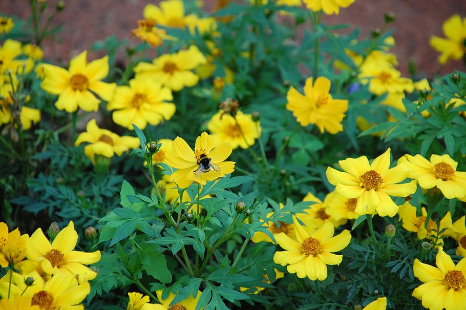 flower, bloom, yellow, green, summer, autumn, nature, plant HD wallpaper