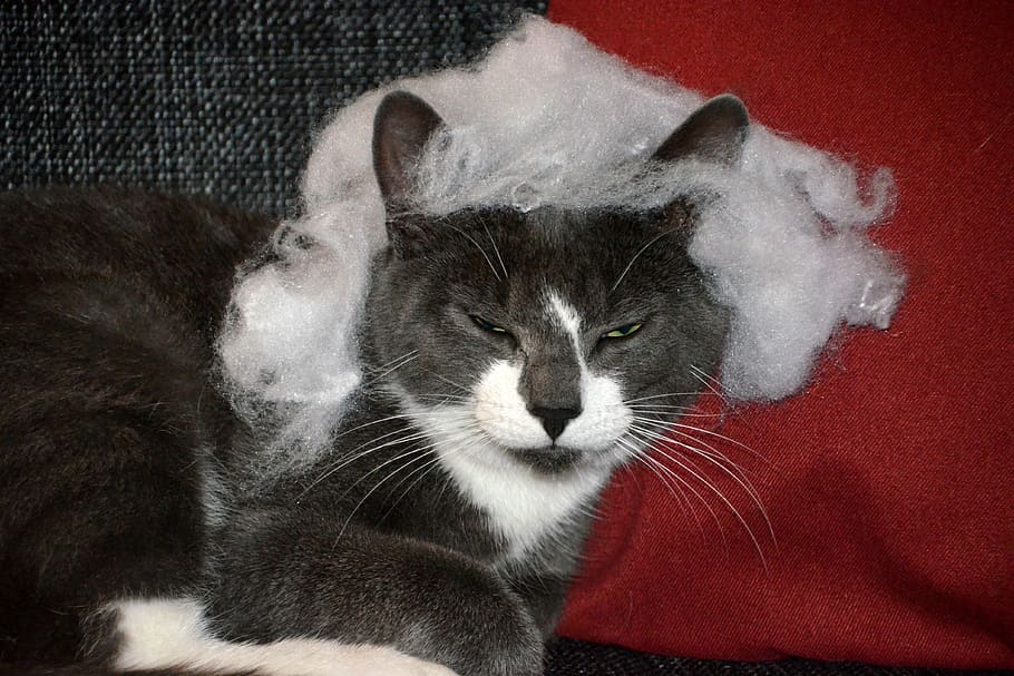 cat, trouble, sour, grim, pet, animal, mammal, kitten, fur HD wallpaper