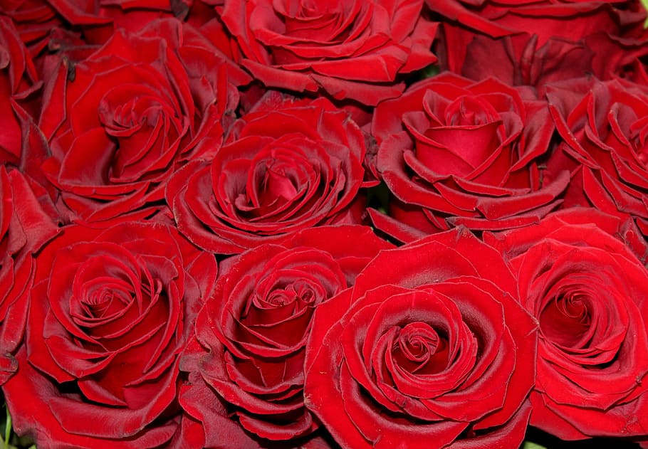 red roses, shooting club, market, rose - Flower, love, romance, HD wallpaper