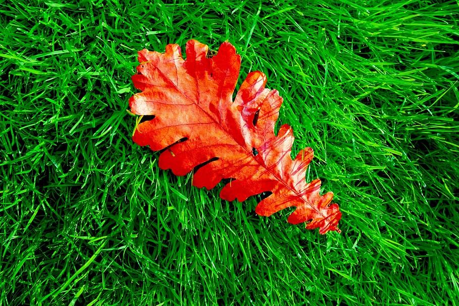 oak, leaf, oak leaf, grass, fallen leaf, autumn, autumn colors HD wallpaper