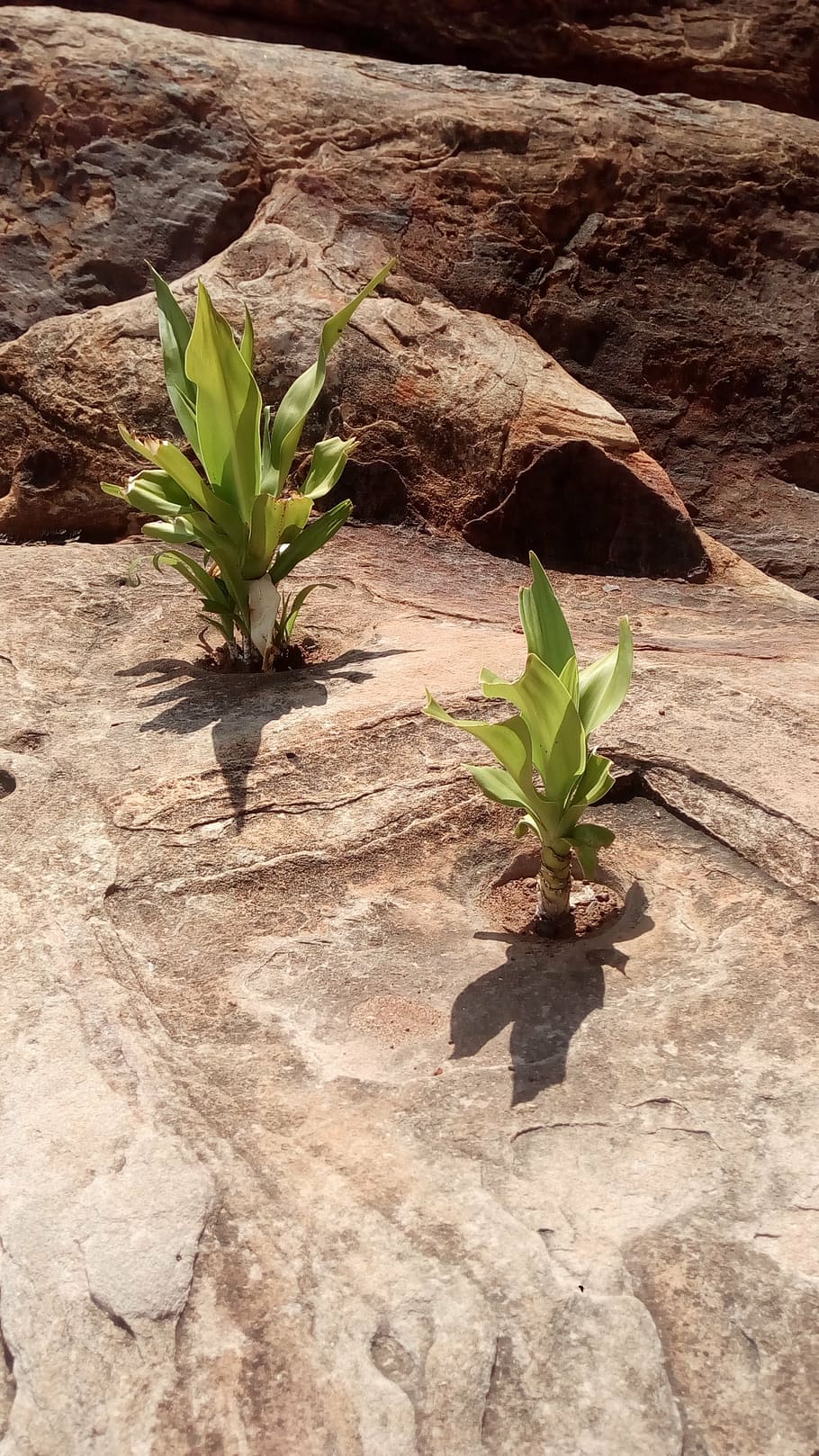 survive, rocks, plant, nature, growth, dirt, leaf, plant part HD wallpaper