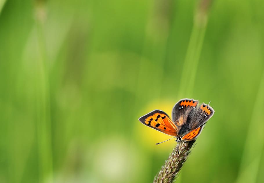 small fire falter, butterfly, common blue, summer, butterflies, HD wallpaper