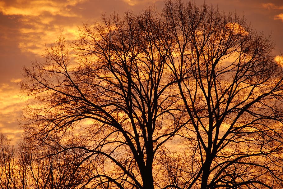 Sunset, Tree, Winter, Twilight, silhouette, evening, landscape HD wallpaper