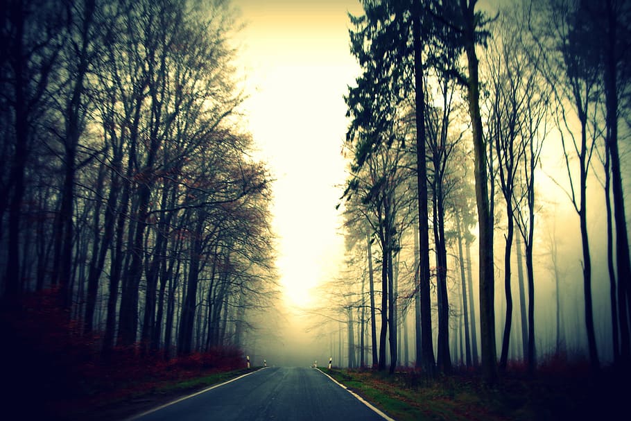 road, path, trees, plants, nature, grass, view, direction, the way forward HD wallpaper