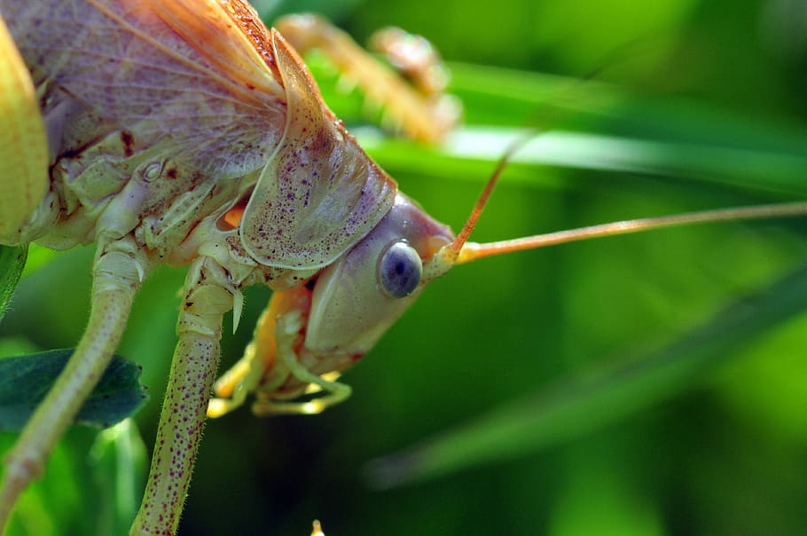 viridissima, grasshopper, compound, insect, grasshoppers, close up HD wallpaper