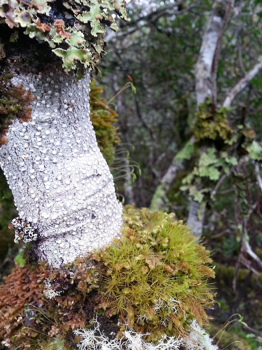tree, moss, forest, woods, bush, white, green, bark, foliage HD wallpaper