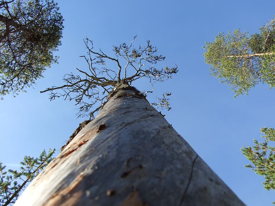 old pine tree, thread, low angle view, plant, sky, tree trunk HD wallpaper