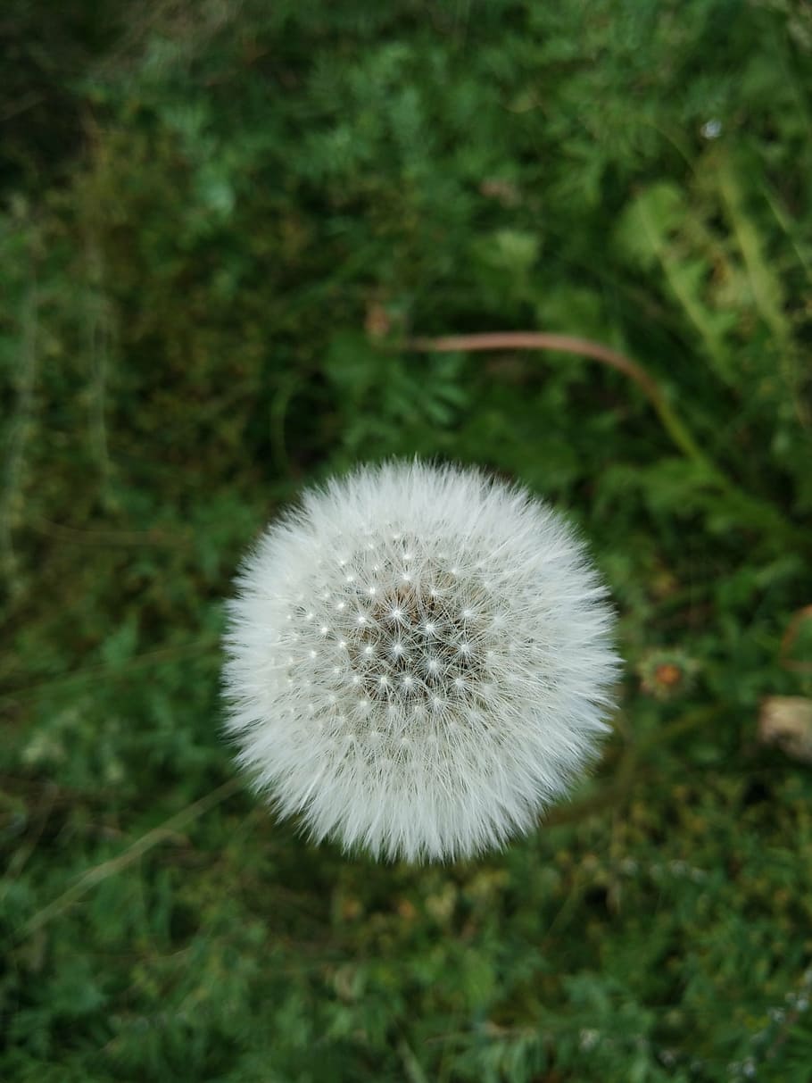 dandelion, white, grassland, plant, fragility, vulnerability HD wallpaper