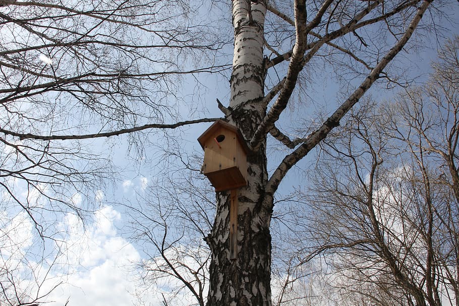 Birdhouse, Birch, Spring, Plant, living nature, trees, blue sky HD wallpaper