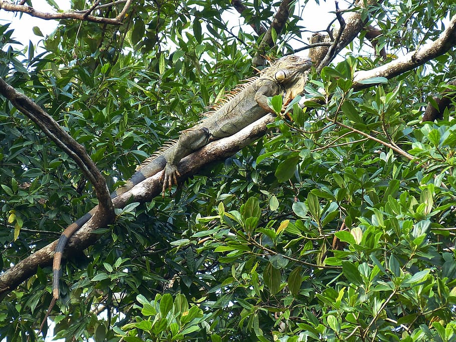 iguana, claw, dragon, reptile, green, lizard, kaltblut, animal HD wallpaper