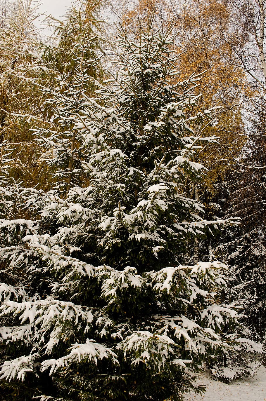snow, tree, christmas, branches, season, cold, detail, frost HD wallpaper