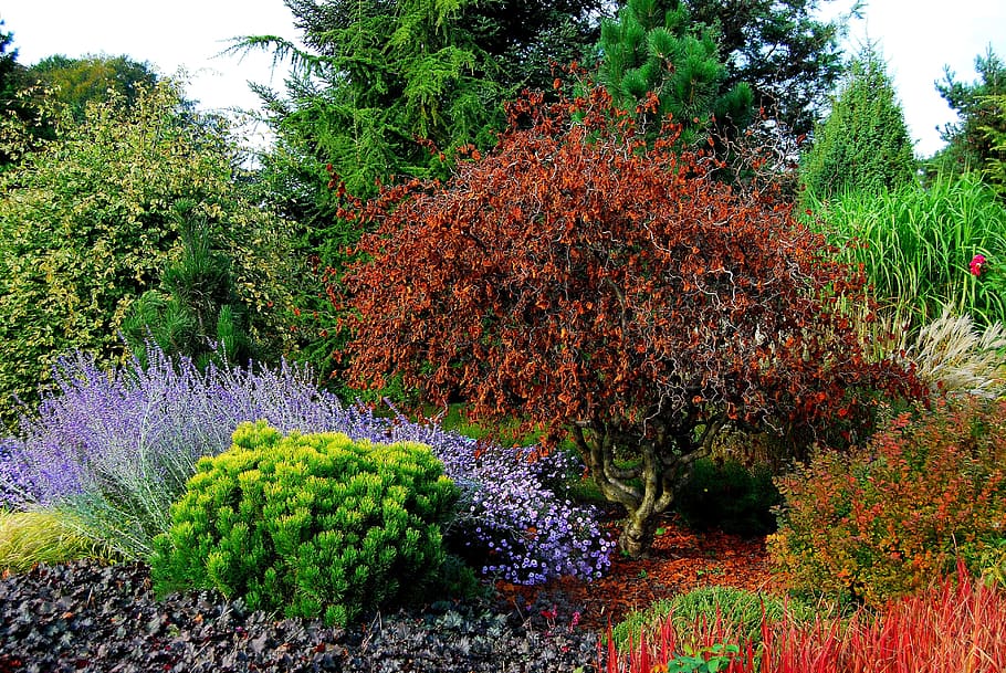 flower, nature, garden, tree, leaf, park, landscape, at the court of HD wallpaper