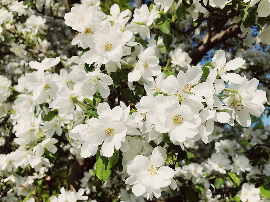 spring, flower, blossom, white, crabapple, nature, spring flowers HD wallpaper