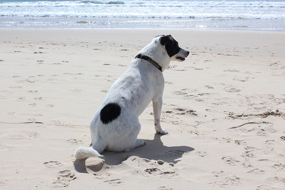 dog, beach, sun, pet, sea, vacation, animal, ocean, summer HD wallpaper