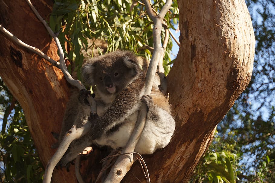 koala, australia, koala bear, lazy, rest, animal, nature conservation HD wallpaper