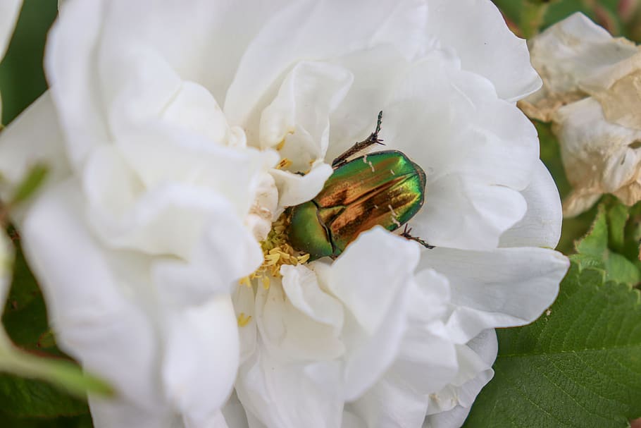 HD wallpaper: beetle, rose, white, beetles, macro, nature, zlatohlávek ...