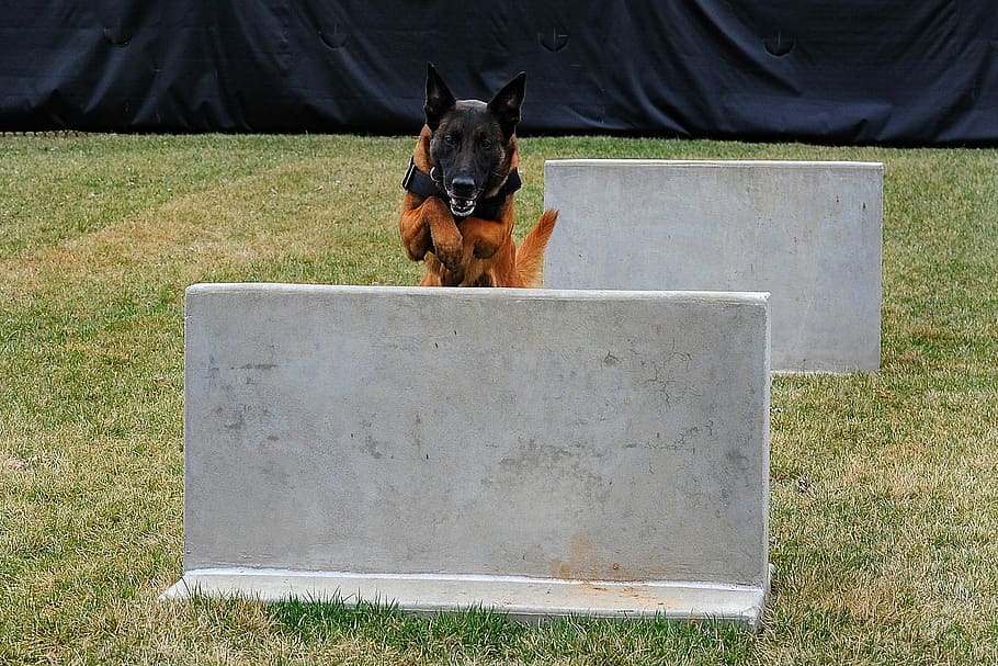 German Shepherd, Dog, Canine, Training, service, jumping, obstacle HD wallpaper