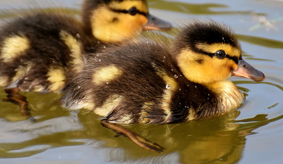 two yellow-and-black ducklings on water, mallard, chicks, cute HD wallpaper
