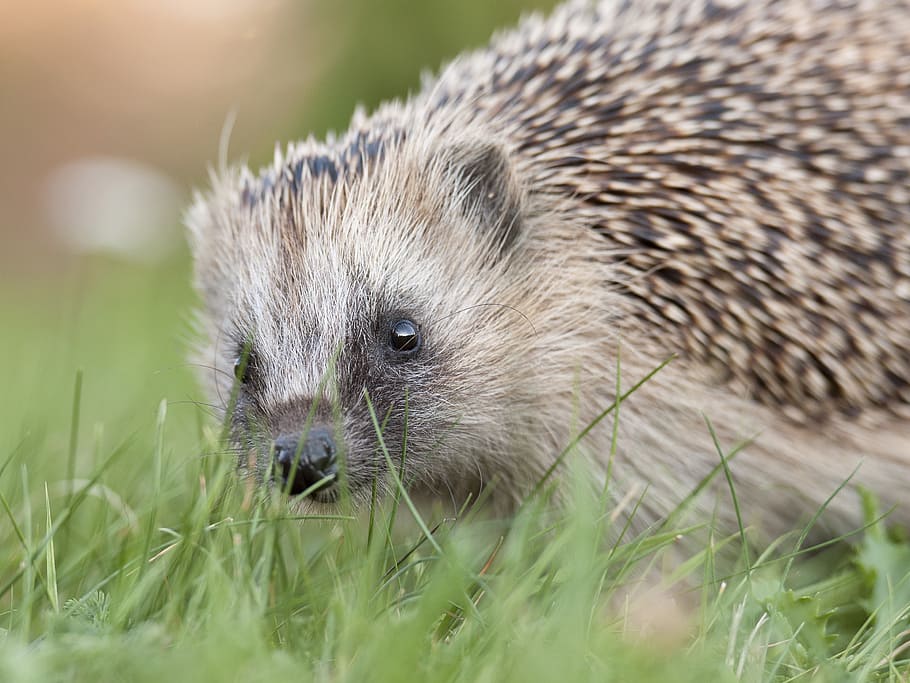 hedgehog, nos, closeup, face, one animal, animal themes, animal wildlife, HD wallpaper