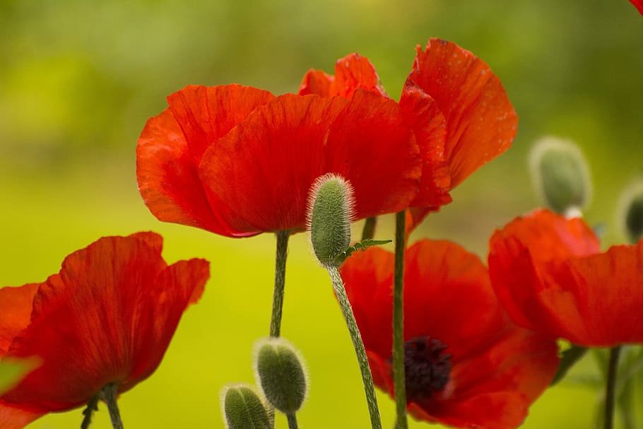 selective focus photography of red poppy flowers, spring, garden, HD wallpaper