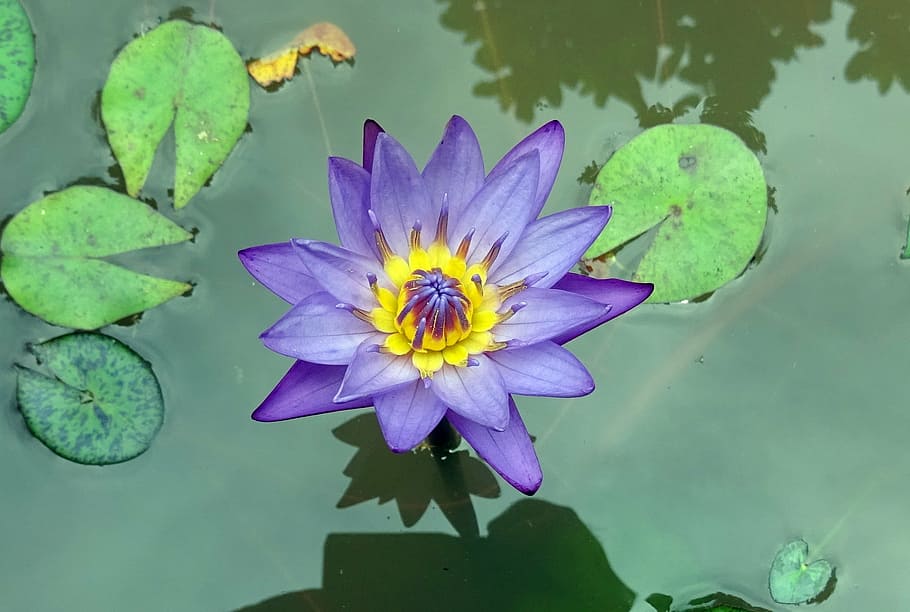 purple waterlily flower on water, nymphaea tina, tropical, day-blooming, HD wallpaper
