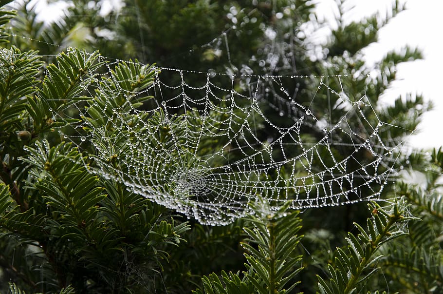 cobweb, nature, spiderweb, morning, drop, water, dew, october HD wallpaper