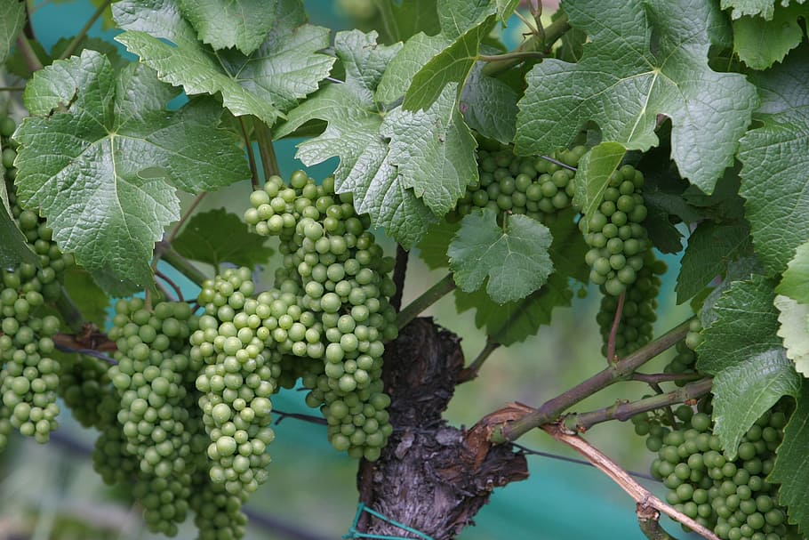 Wine, Vines, Grapes, Vineyards, grapevine, green, agriculture