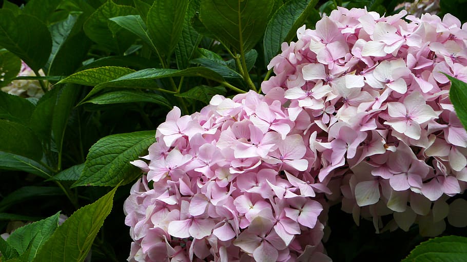 hydrangea, natural, plant, flower, flowers, background, ecology HD wallpaper