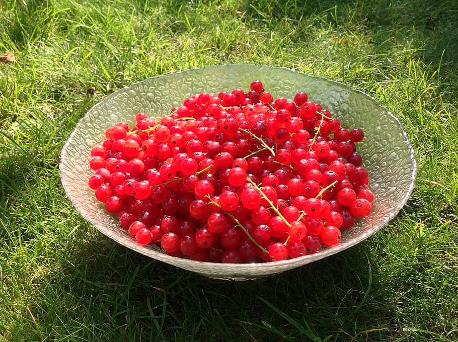 currants, red, about, harvest, glass bowl, green, sour, soft fruit HD wallpaper