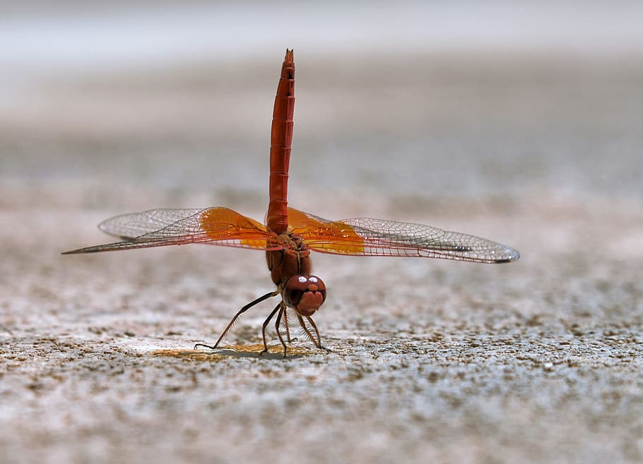 dragonfly, macro, dancer, water, insect, animal, nature, wings HD wallpaper