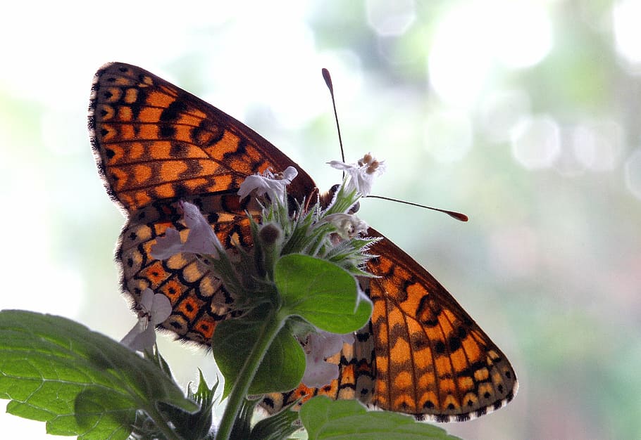 butterfly, close, mac, insect, nature, wing, antennae, summer HD wallpaper