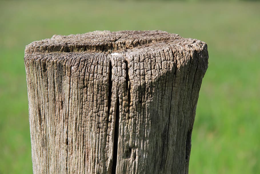 Pile, Pasture, Meadow, Willow, Stake, willow stake, nature HD wallpaper