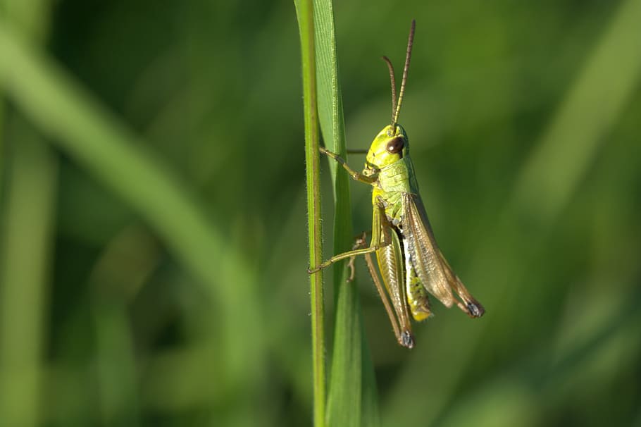 grasshopper, insect, close, green, macro, viridissima, grille HD wallpaper