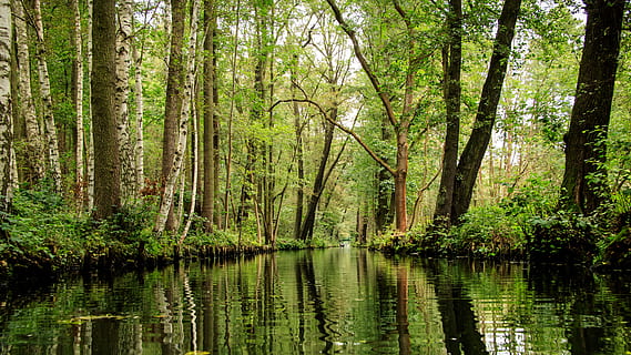 photo of green forest near lake, spreewald, channels, depth HD wallpaper