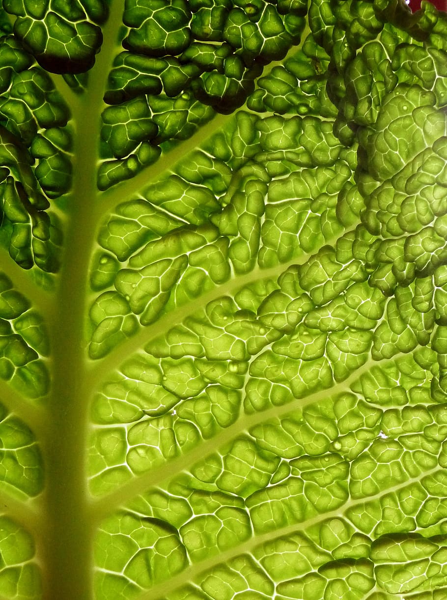 cabbage, leaf, the backlight, vegetables, green, shirring, full frame HD wallpaper