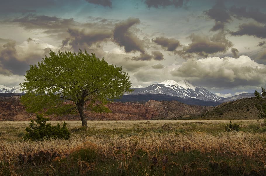 tree at daytime, landscape, nature, sky, grass, outdoors, travel HD wallpaper