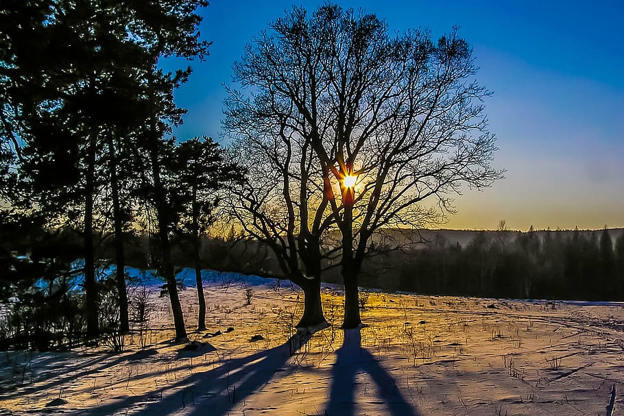 sunset, tree, snow, plant, sky, nature, scenics - nature, water HD wallpaper