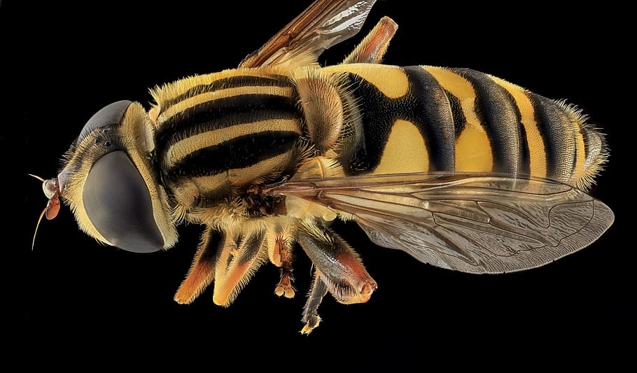 striped hover fly, macro, mounted, close up, yellow jacket mimic HD wallpaper
