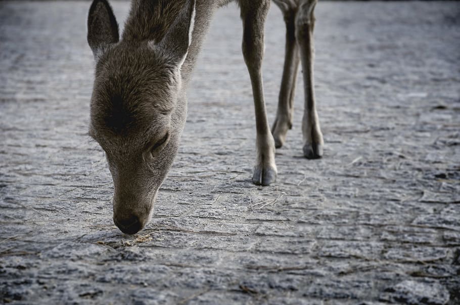deer, animal, creatures, animal themes, one animal, mammal HD wallpaper