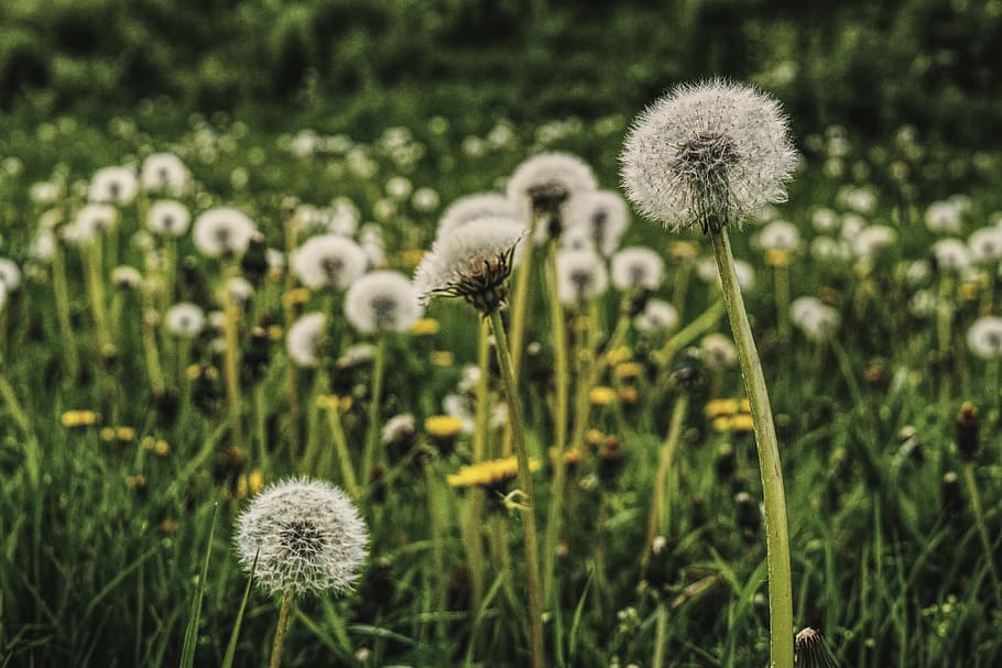 Dandelion, Meadow, Spring, common dandelion, pointed flower HD wallpaper