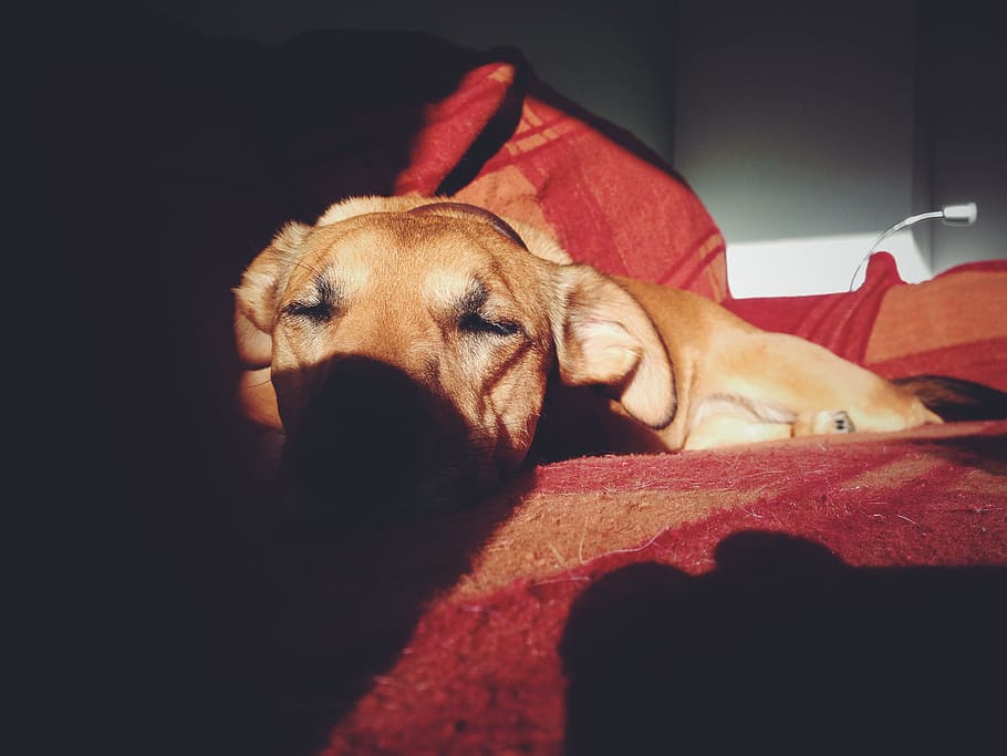 Puppy Dog Sleeping Shadow, animals, pets, cute, canine, purebred Dog HD wallpaper
